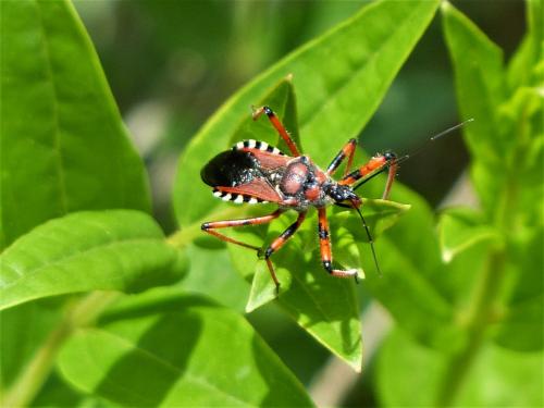 Rhynocoris sp.
